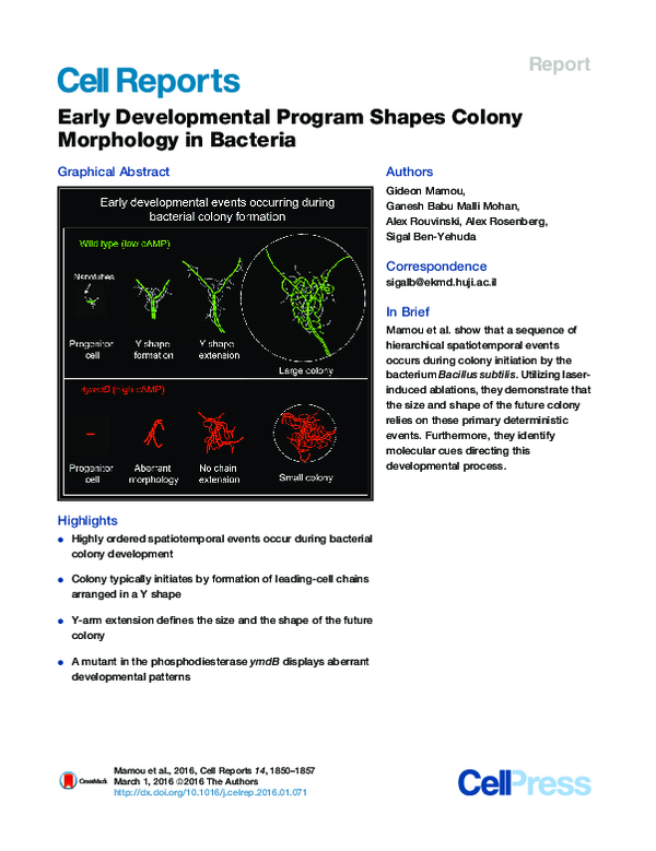 (PDF) Early Developmental Program Shapes Colony Morphology in Bacteria