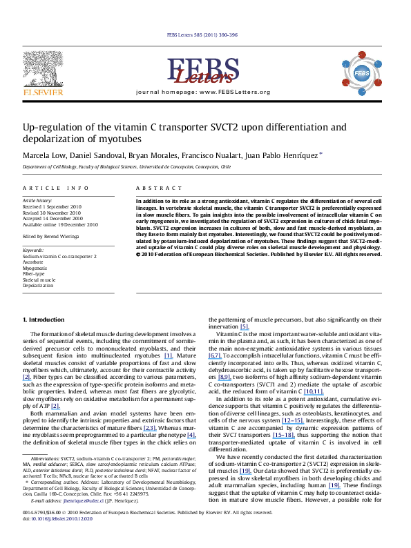 (PDF) Up-regulation of the vitamin C transporter SVCT2 upon ...