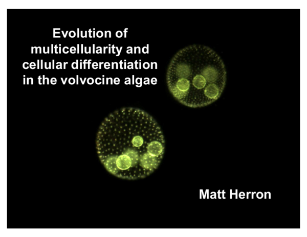 (PPT) Evolution of multicellularity in the volvocine green algae
