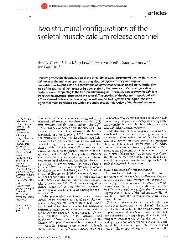 (PDF) Two structural configurations of the skeletal muscle calcium ...