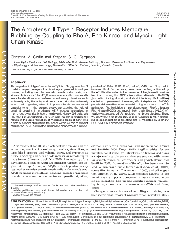 (PDF) The Angiotensin II Type 1 Receptor Induces Membrane Blebbing by ...