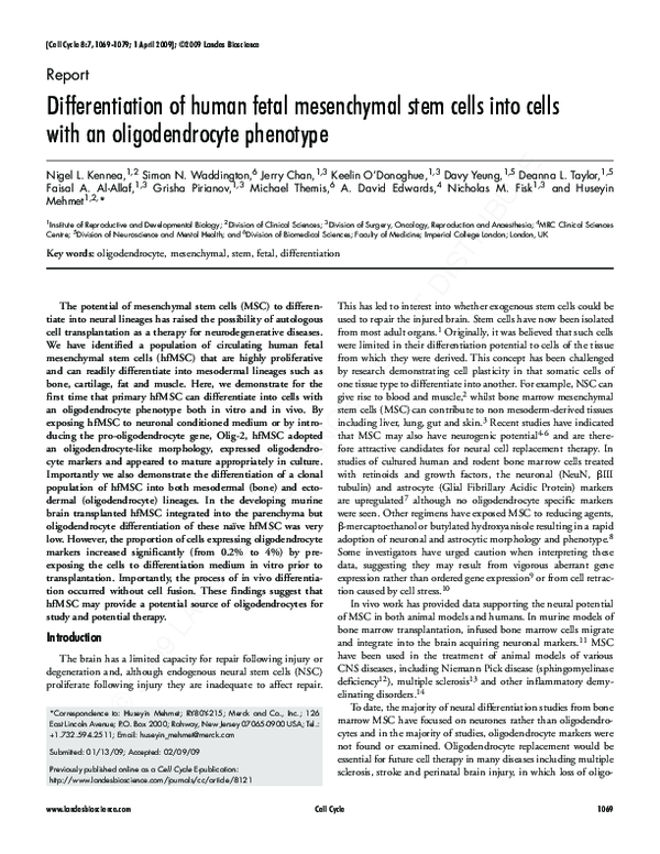 (PDF) Differentiation of human fetal mesenchymal stem cells into cells ...