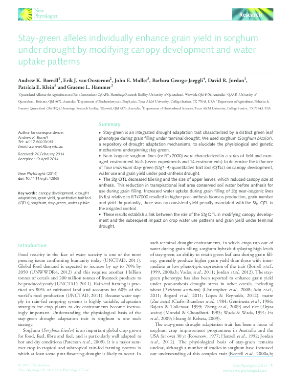 (PDF) Stay-green alleles individually enhance grain yield in sorghum ...