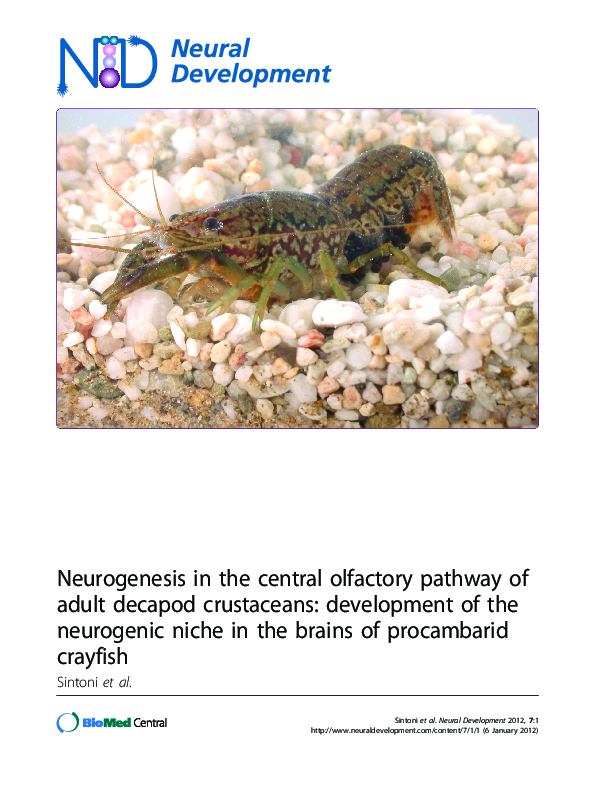 (PDF) First-generation neuronal precursors in the crayfish brain are ...