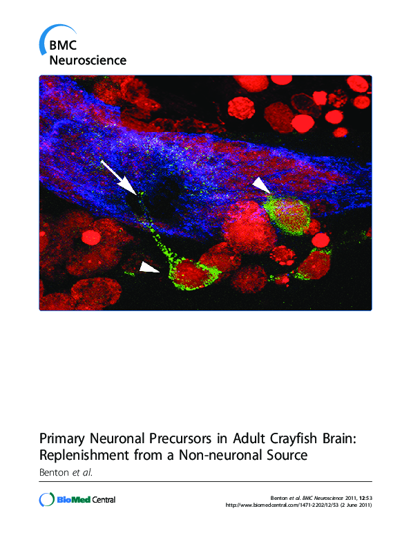 (PDF) Primary Neuronal Precursors in Adult Crayfish Brain ...
