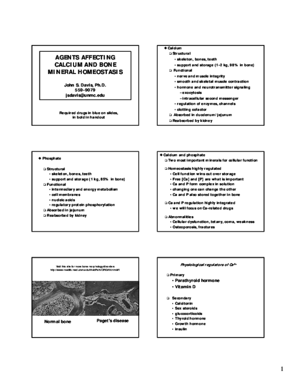 Calcium homeostasis depends on image
