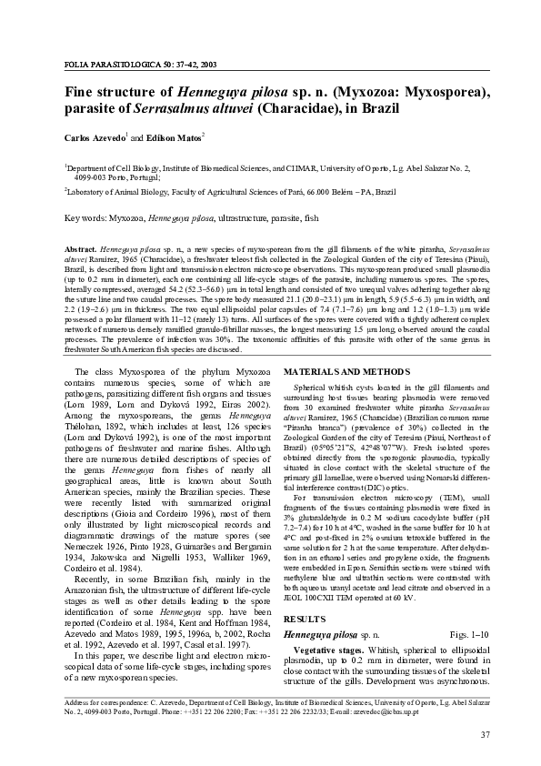 Serrusalmus essay 03 picture