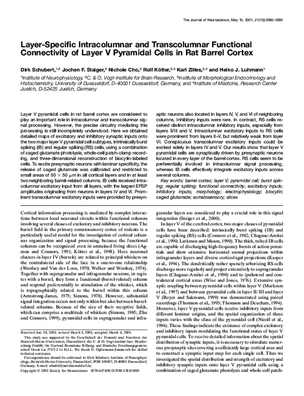 (PDF) Layer-Specific Intracolumnar and Transcolumnar Functional ...
