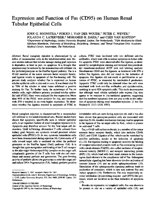 (PDF) Expression and function of Fas (CD95) on human renal tubular ...