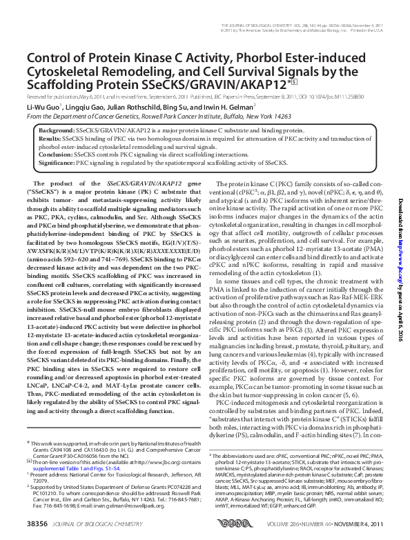 (PDF) Control of Protein Kinase C Activity, Phorbol Ester-induced ...