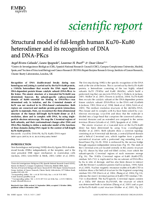 (PDF) Structural model of full-length human Ku70–Ku80 heterodimer and ...