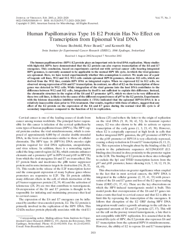 (PDF) Human Papillomavirus Type 16 E2 Protein Has No Effect on ...