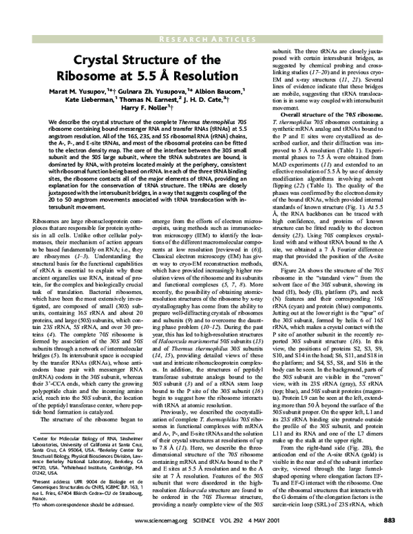 (PDF) Crystal Structure of the Ribosome at 5.5 Å Resolution