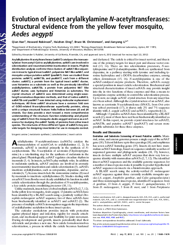 Aedes aegypti picture