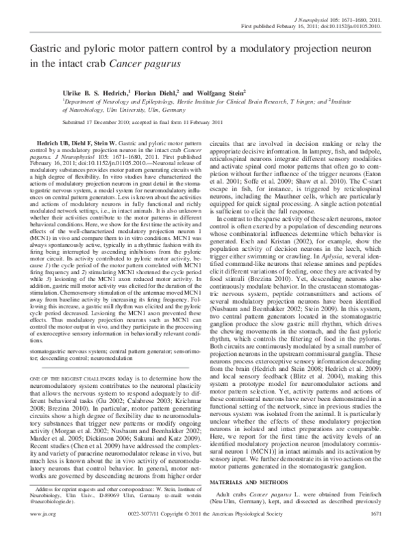 {G}astric and pyloric motor pattern control by a modulatory projection ...