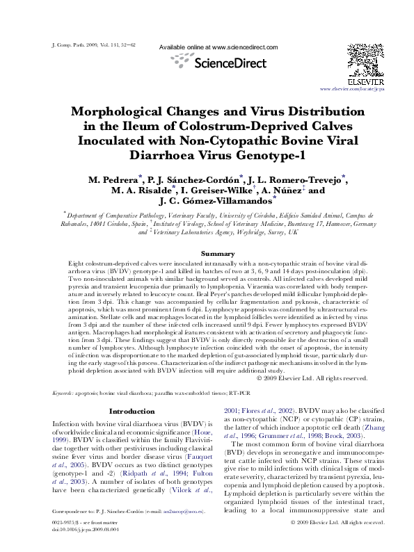 Colostrum benefits for adults image