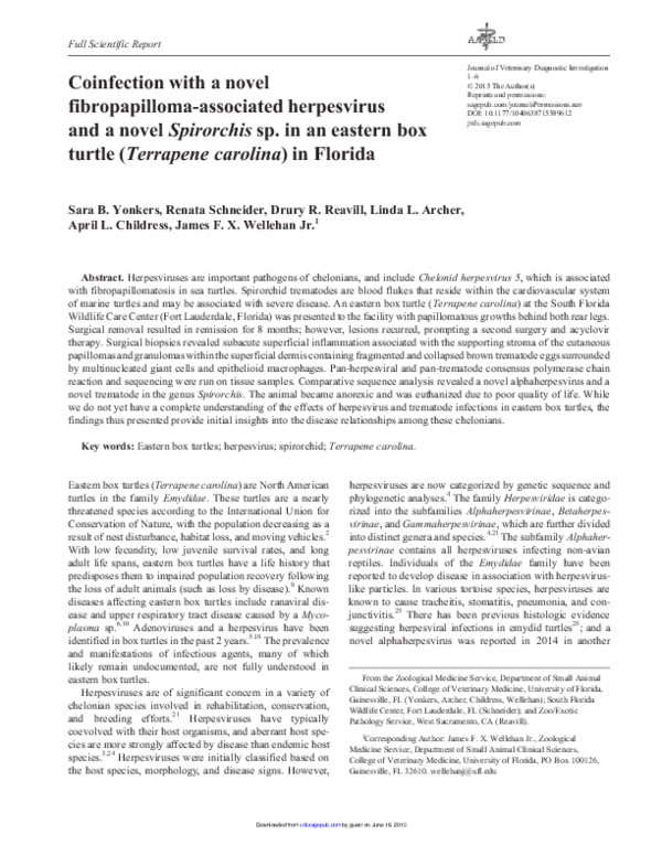 (PDF) Coinfection with a novel fibropapillomaassociated herpesvirus