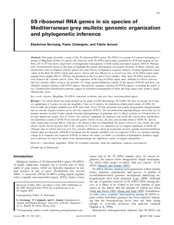 (PDF) 5S ribosomal RNA genes in six species of Mediterranean grey ...