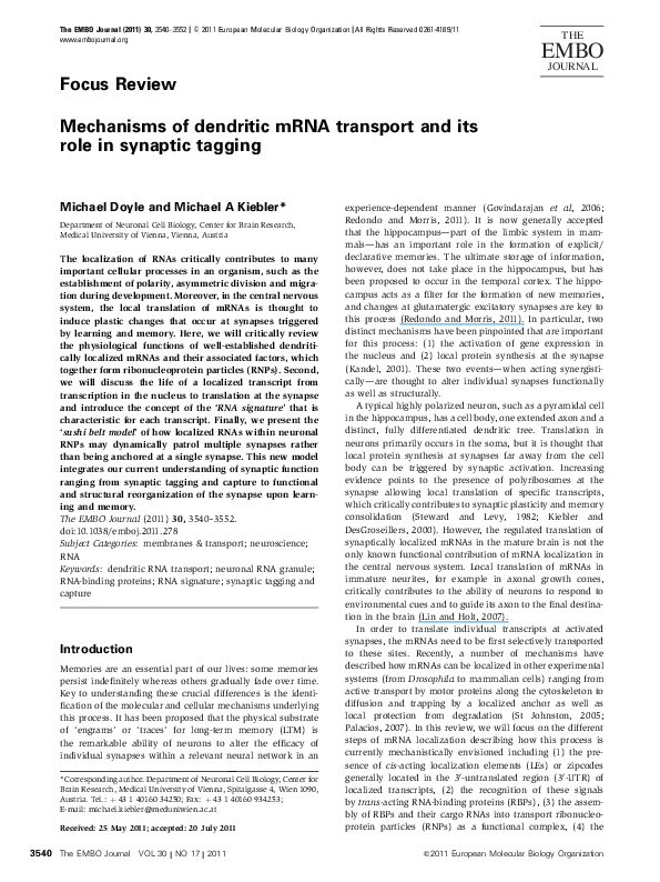 (PDF) Mechanisms of dendritic mRNA transport and its role in synaptic ...