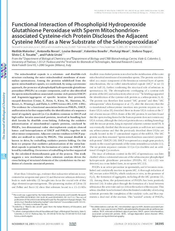(PDF) Functional Interaction of Phospholipid Hydroperoxide Glutathione ...