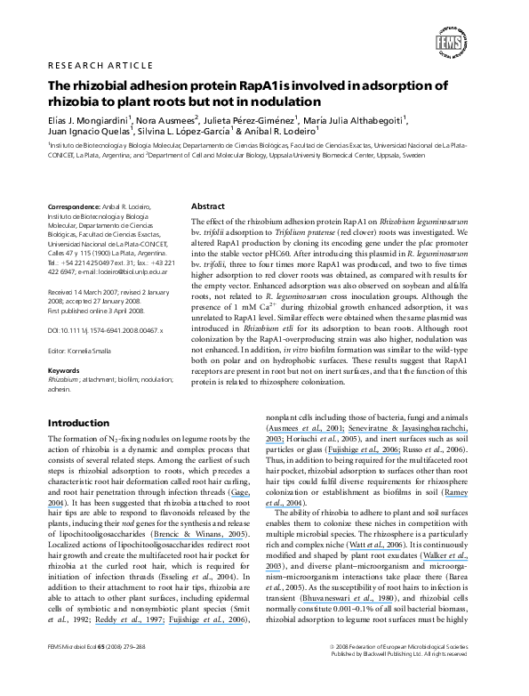 Rhizobia essay 04 image