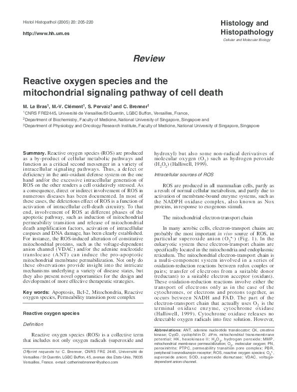 (PDF) Reactive oxygen species and the mitochondrial signaling pathway ...