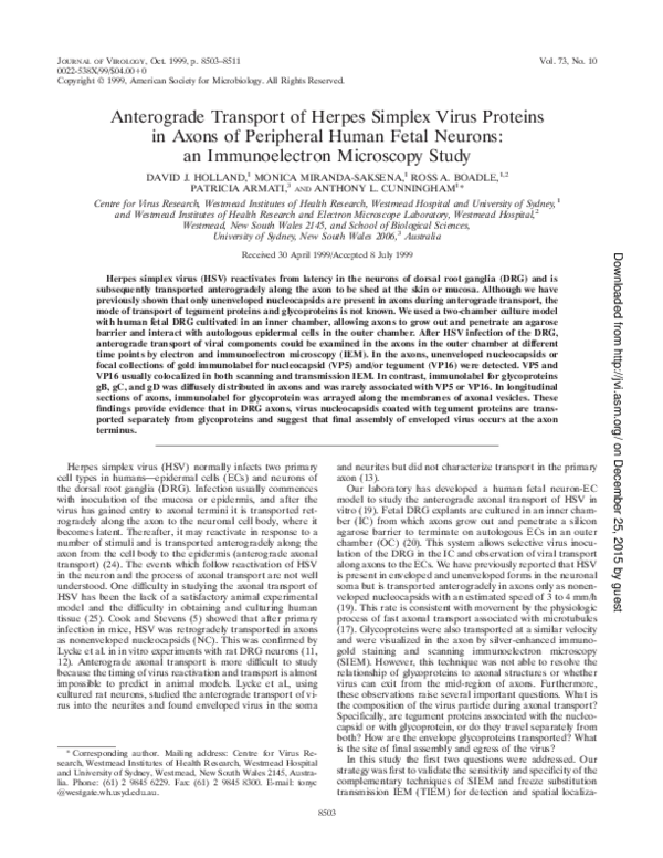 (PDF) Anterograde Transport of Herpes Simplex Virus Type 1 in Cultured ...