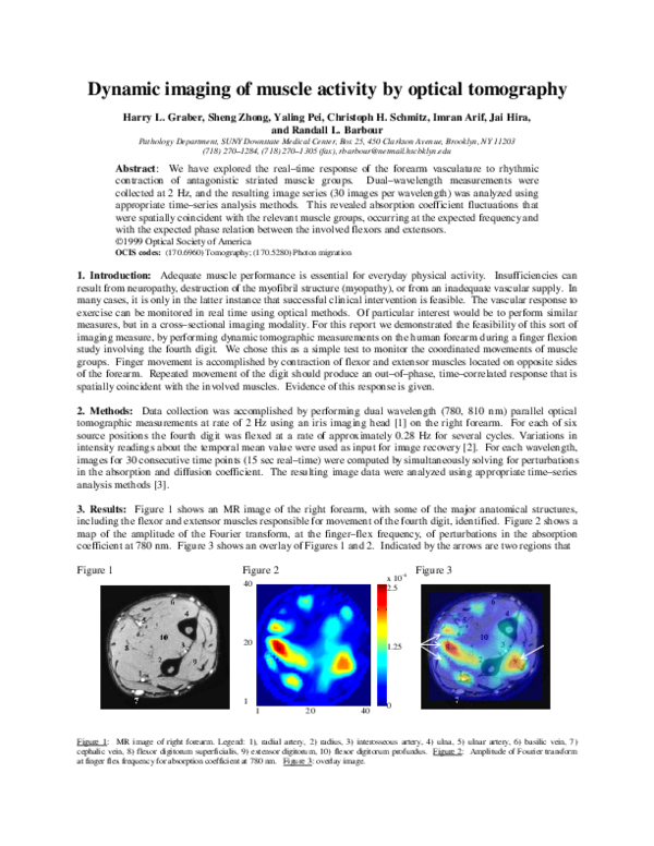 (PDF) Dynamic imaging of muscle activity by optical tomography