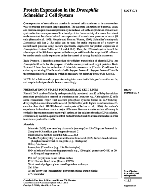 Drosophila protocol essay picture