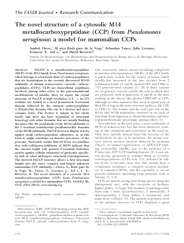 Pseudomonas aeruginosa essay image