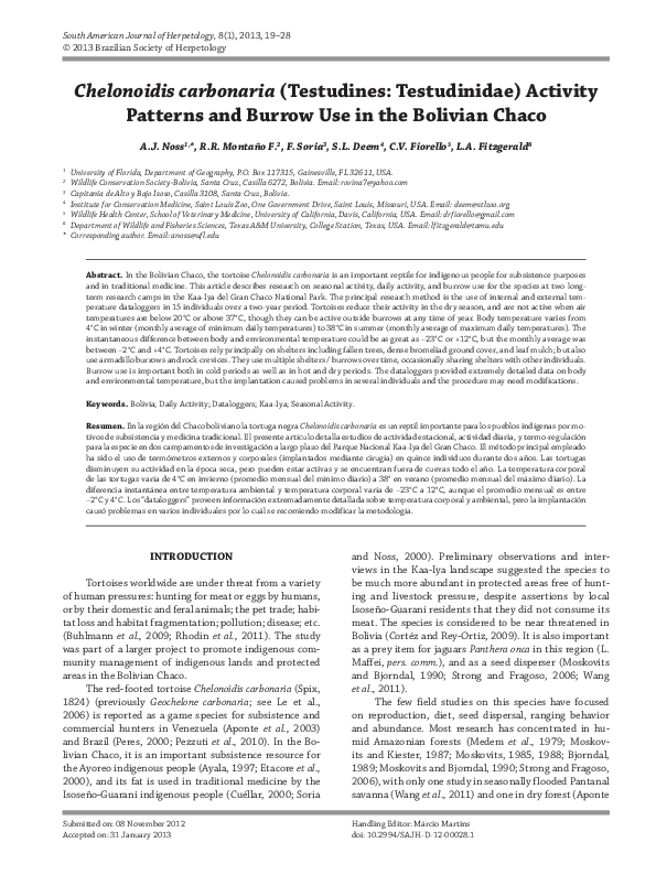 Sea turtle description picture