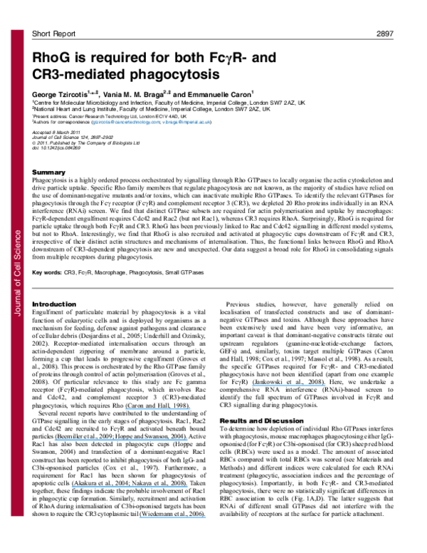 (PDF) RhoG is required for both Fc R- and CR3-mediated phagocytosis