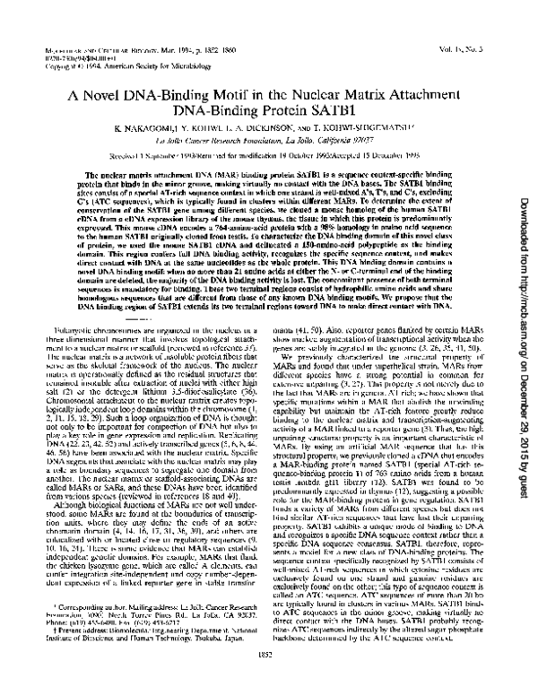 (PDF) A NovelDNA-Binding Motif intheNuclear Matrix Attachment DNA ...