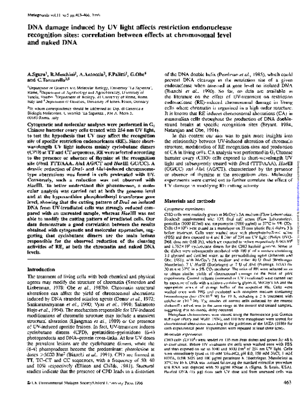 (PDF) DNA damage induced by UV light affects restriction endonuclease ...