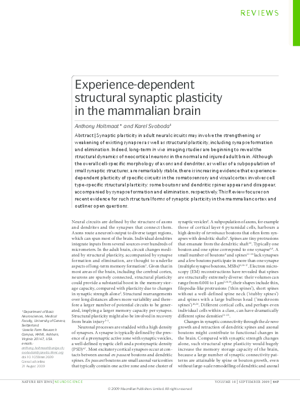 (PDF) Experience-dependent structural synaptic plasticity in the ...