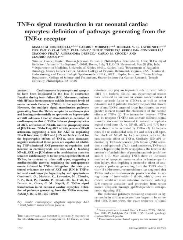 (PDF) TNF signal transduction in rat neonatal cardiac myocytes definition of pathways