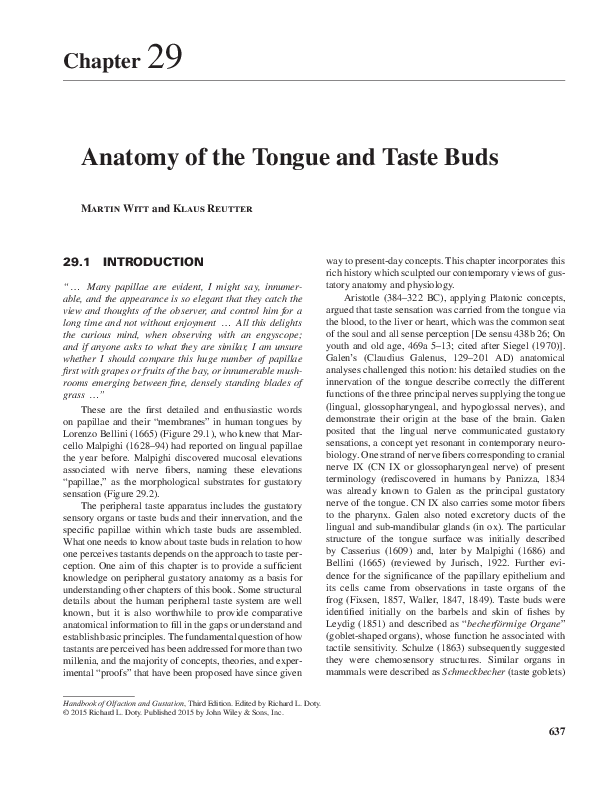 Taste buds essay 08 image