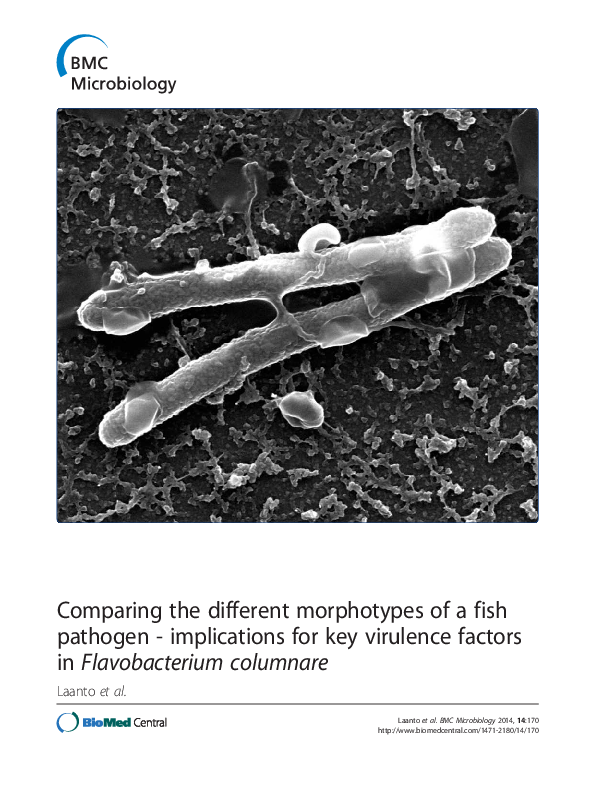 (PDF) Comparing the different morphotypes of a fish pathogen ...