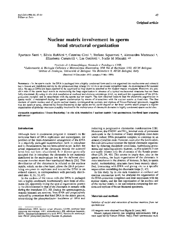 (PDF) Nuclear matrix involvement in sperm head structural organization
