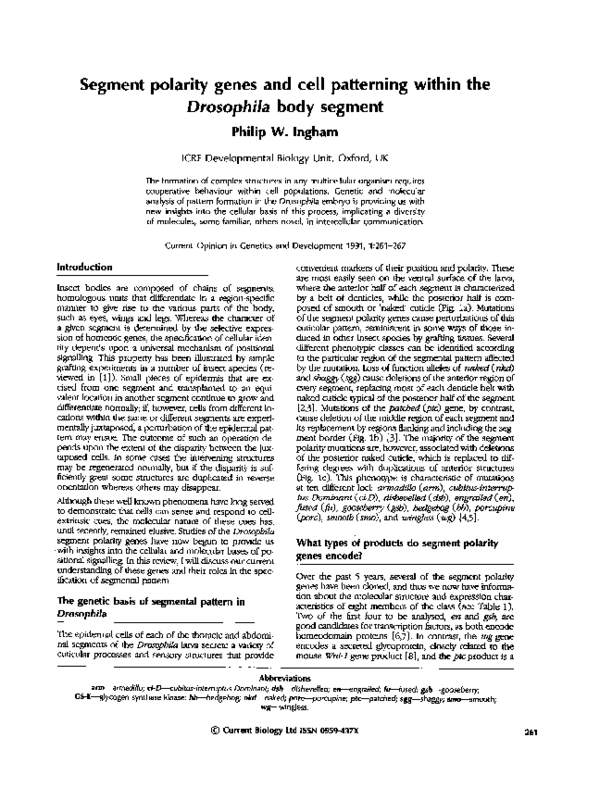 (PDF) Segment polarity genes and cell patterning within the Drosophila ...