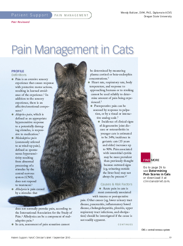A closer look at Pain Management In Cats With Diabetes