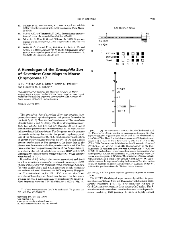 (PDF) A homologue of the Drosophila Son of Sevenless gene maps to mouse ...