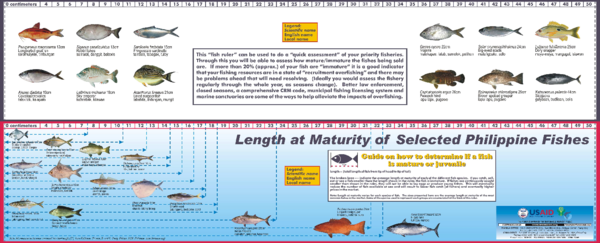 (PDF) Fish Ruler for lengths of Fish at Size of Maturity