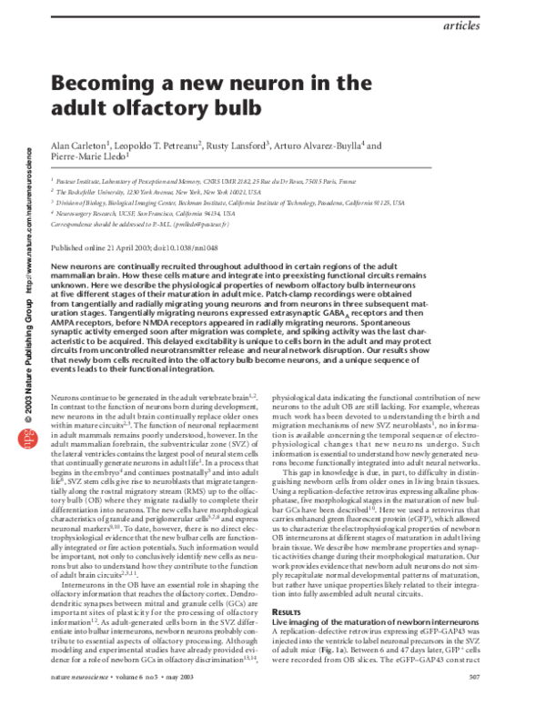 (PDF) Becoming a new neuron in the adult olfactory bulb