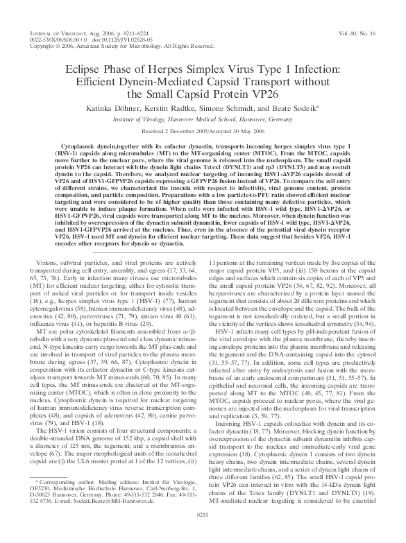 (PDF) Eclipse phase of herpes simplex virus type 1 infection: Efficient ...