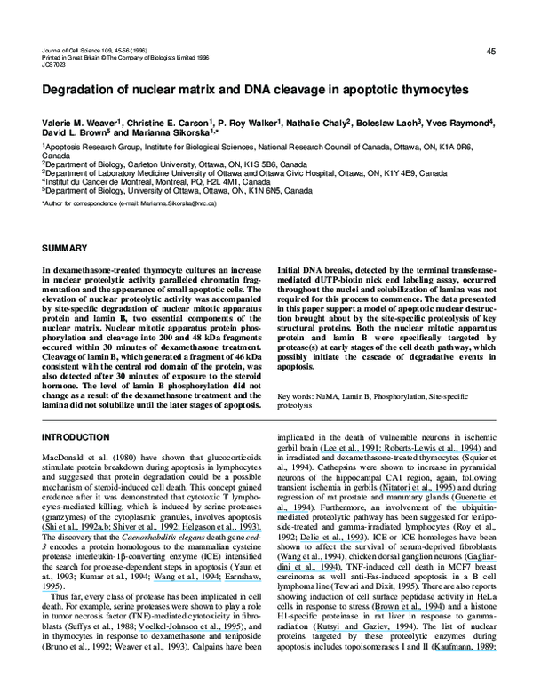 (PDF) Degradation of nuclear matrix and DNA cleavage in apoptotic ...
