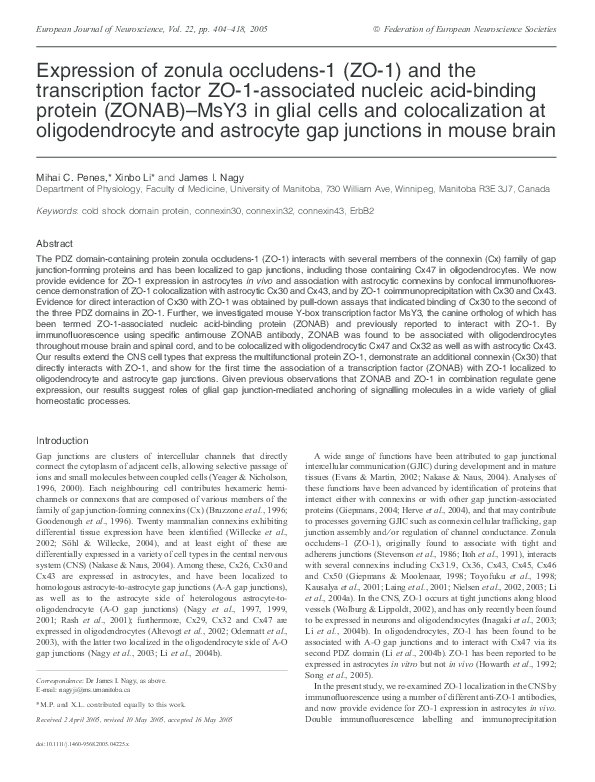 (PDF) Expression of zonula occludens-1 (ZO-1) and the transcription ...
