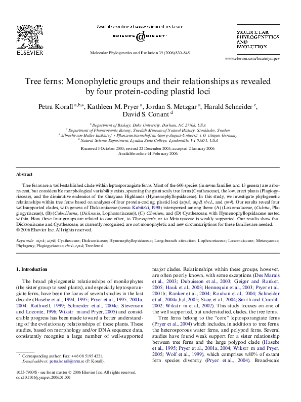 Abundance of ferns image