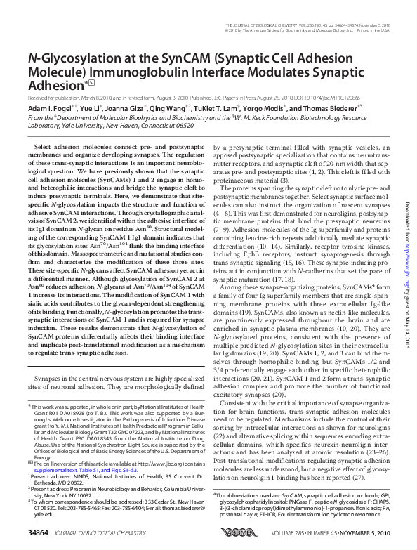 (PDF) N-glycosylation at the SynCAM (Synaptic Cell Adhesion Molecule ...