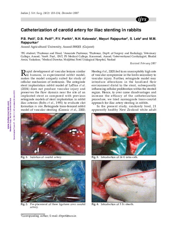 (PDF) Catheterization of carotid artery for iliac stenting in rabbits
